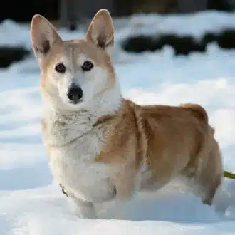 corgi raza de perro