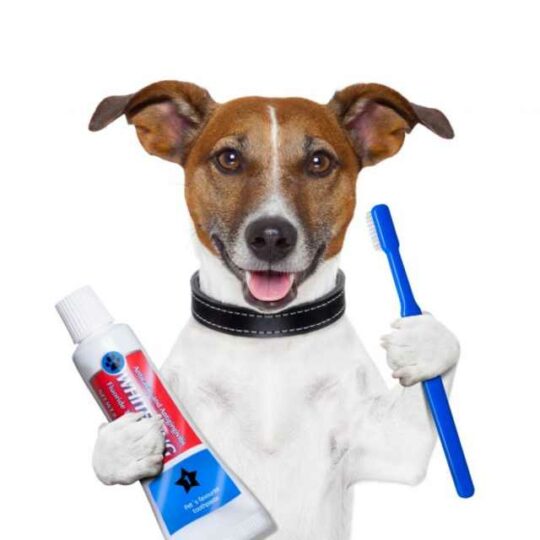 higiene dental para perros