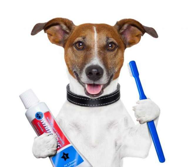 Higiene dental para perros: 5 productos imprescindibles