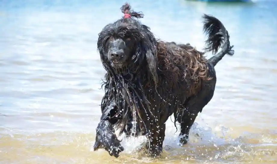 perro de agua de portugal