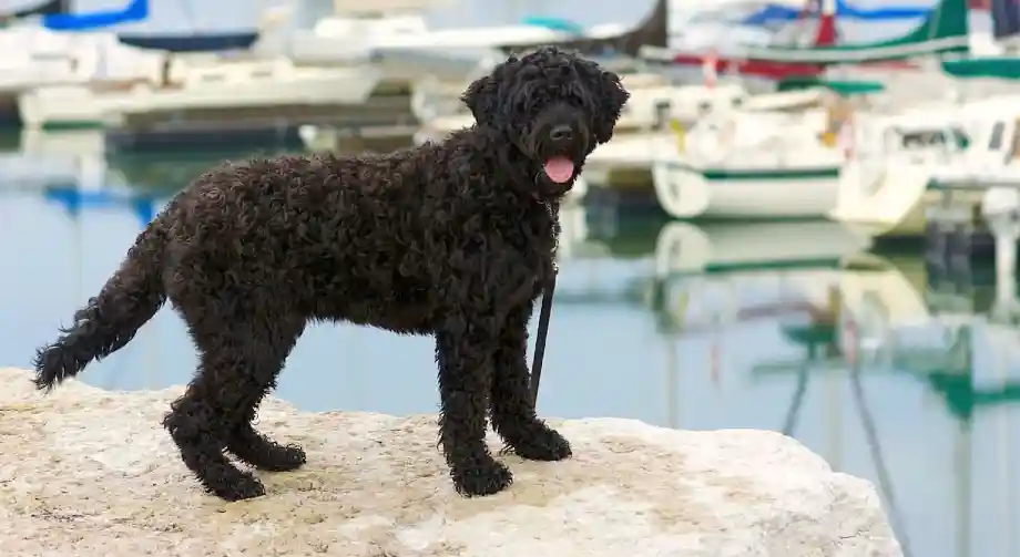 perro de agua portugues color negro