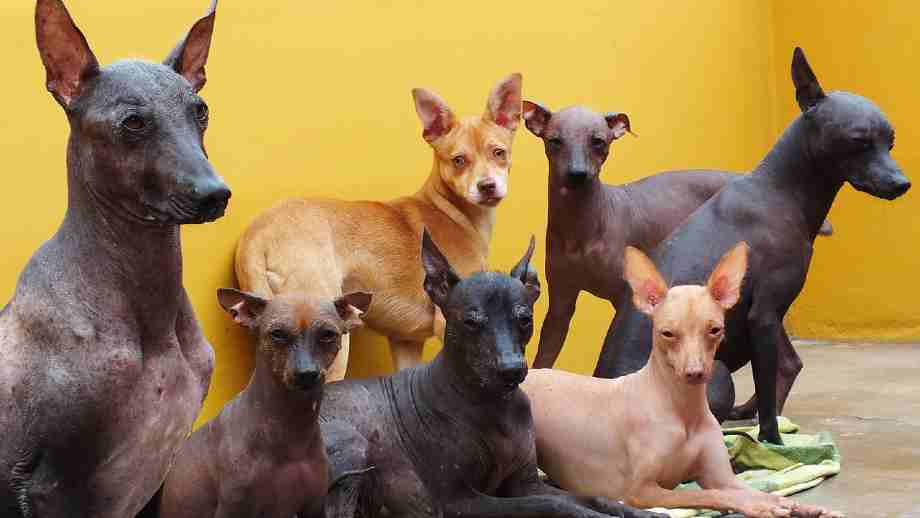 perros peruanos sin pelo colores