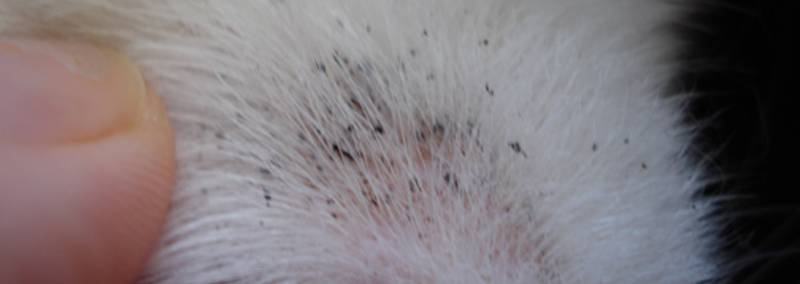 pulgas en la piel de gatos