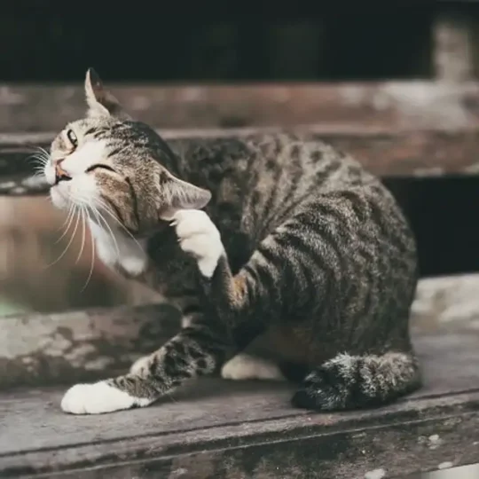 Pulgas en gatos: Un enemigo de cuidado. ¿Cómo eliminarlas?