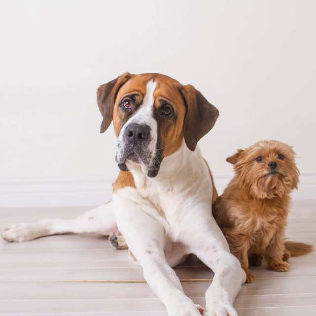 maratón Patológico Cancelar Razas de perros grandes: 30 peludos admirables | Smylepets