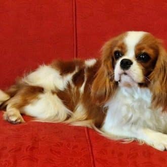 Cavalier King Charles Spaniel