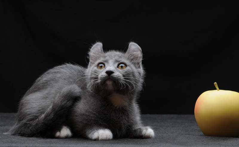 gato kinkalow color gris