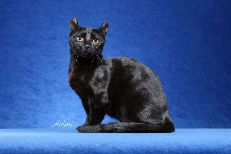 gato kinkalow negro