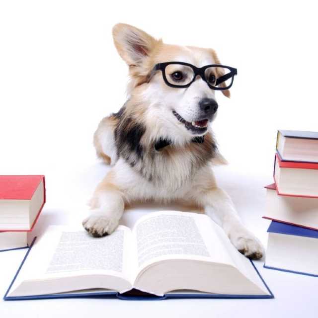 libros de adiestramiento para perros