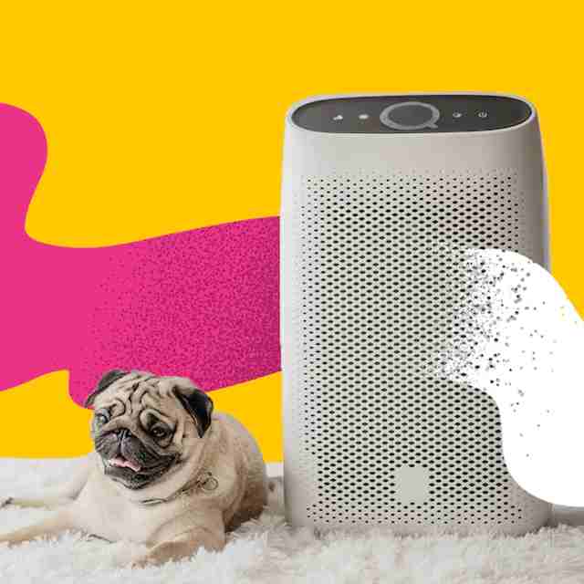 Los 5 mejores purificadores de aire para dueños de perros