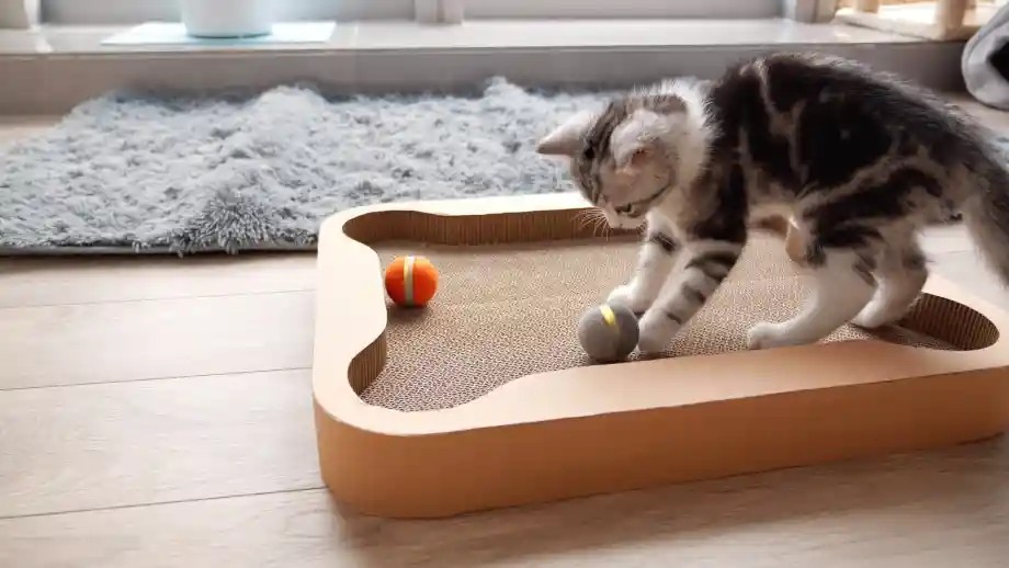 bola automática interactiva para gatos