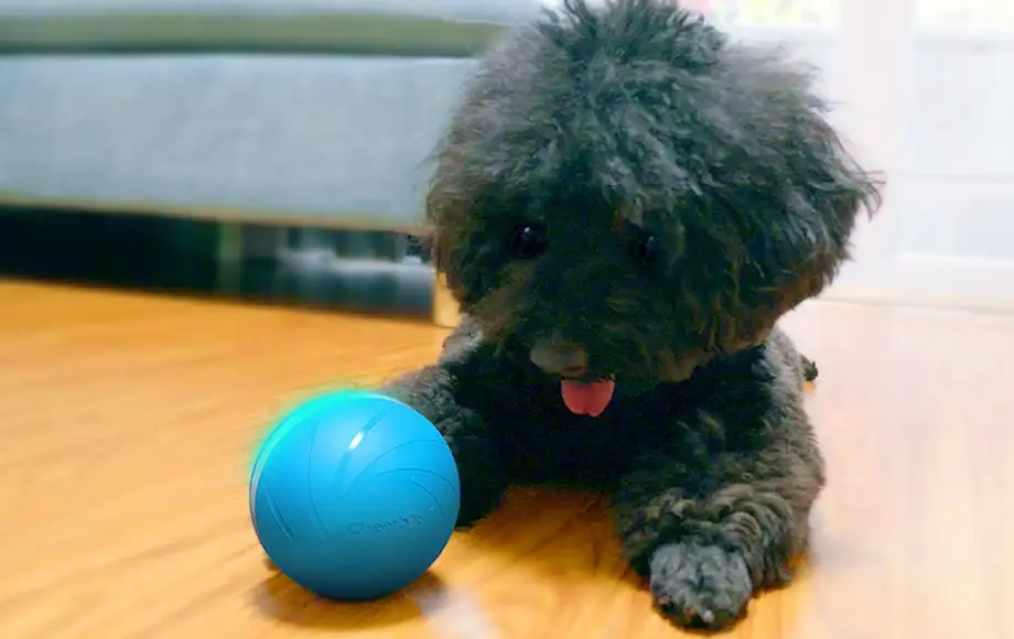 pelota interactiva para perros