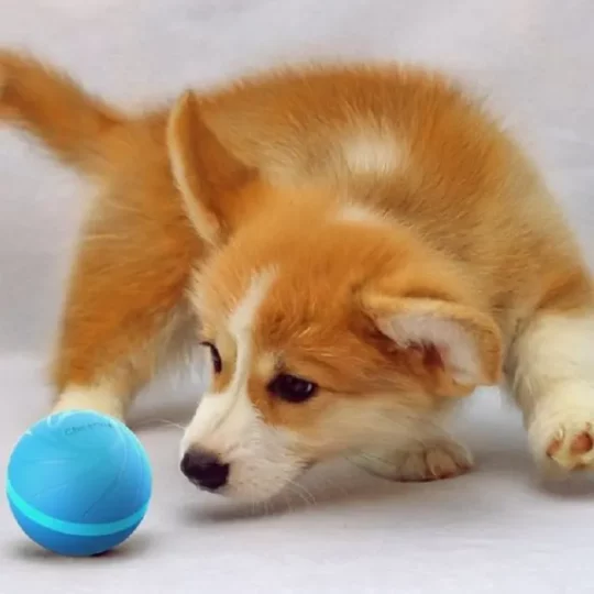 pelota interactiva y automática para perros