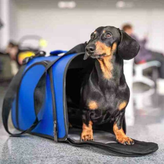 transportin para perros en avion