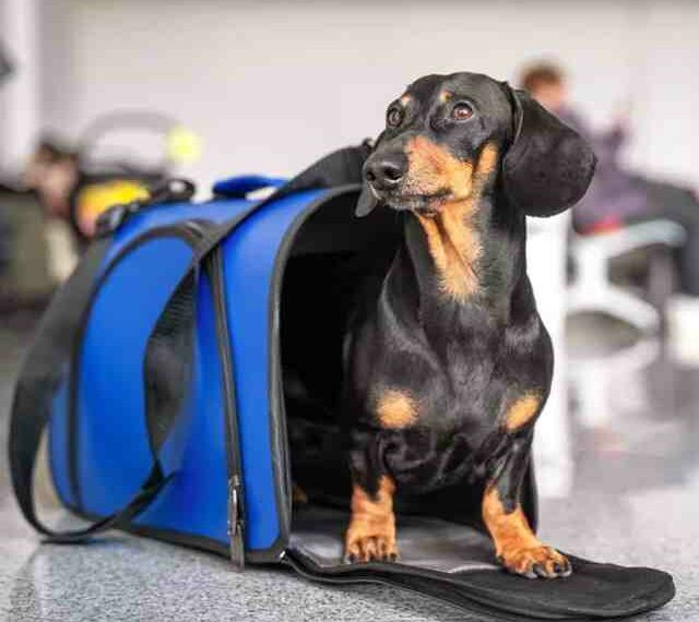 transportin para perros en avion