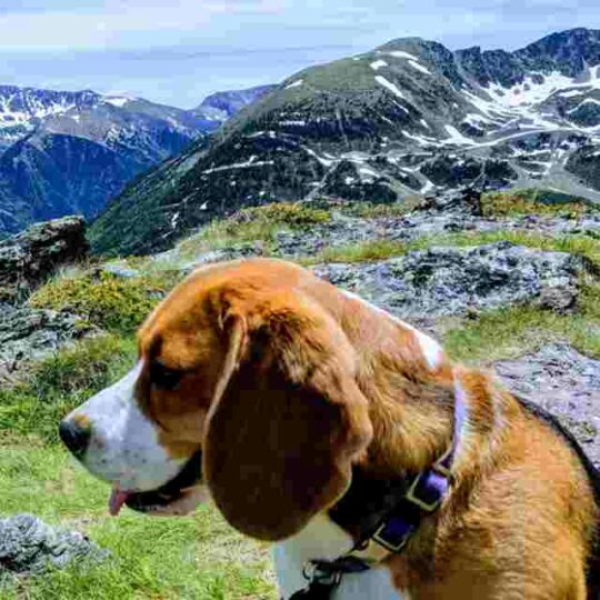 Viajar con perros por Andorra: Requisitos, alojamientos y qué ver