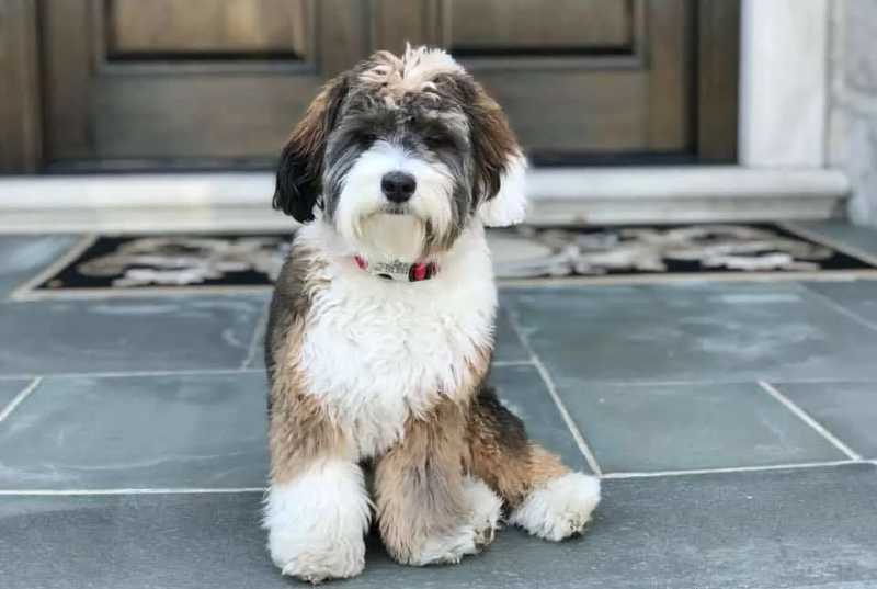bernedoodle toy
