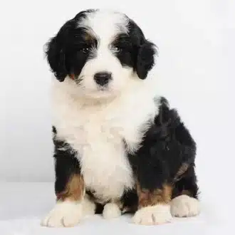 bernedoodle