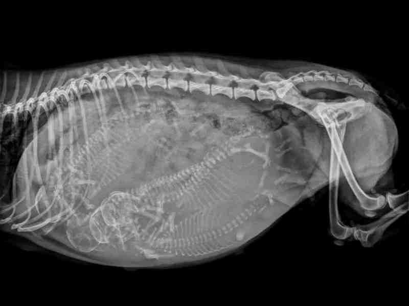cuanto dura embarazo gatos radiografía