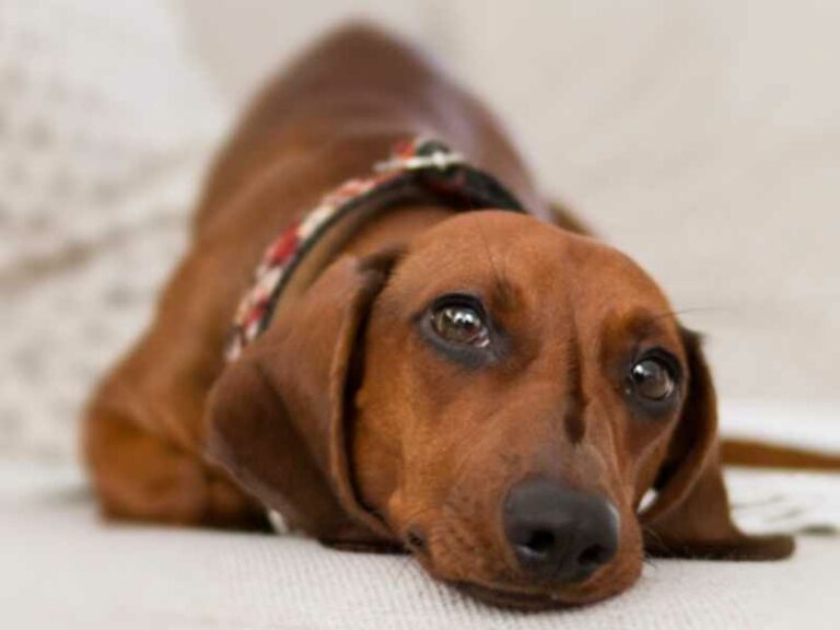 Cuánto dura el embarazo en perros Guía de etapas Smylepets