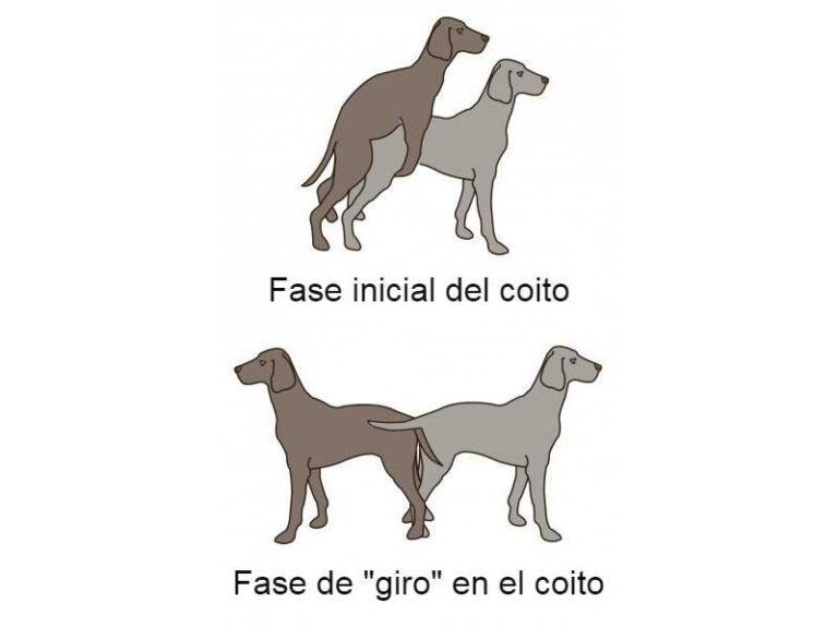 Cuánto dura el embarazo en perros Guía de etapas Smylepets