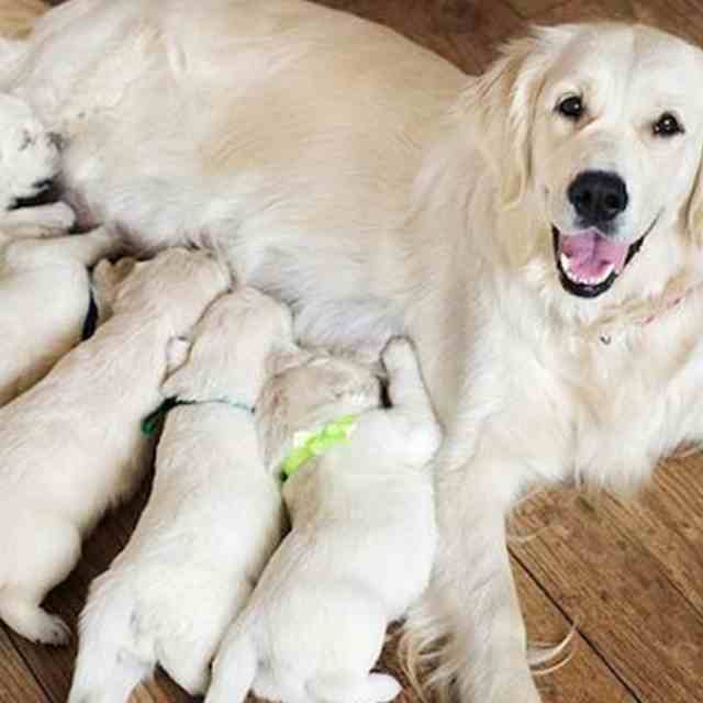 Factibilidad Adulto tolerancia Cuánto dura el embarazo en perros: Guía de etapas | Smylepets
