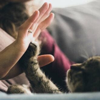 cuánto vive un gato