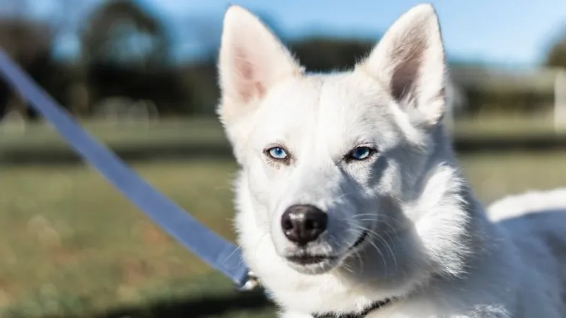 husky siberiano blanco ojos azules