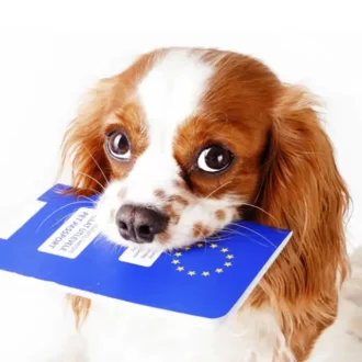 pasaporte para perros