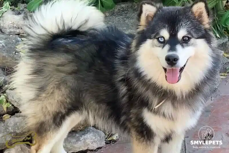 Smylepets Golden Pet Pomsky adulto Pomsky El tierno y juguetón Husky de bolsillo