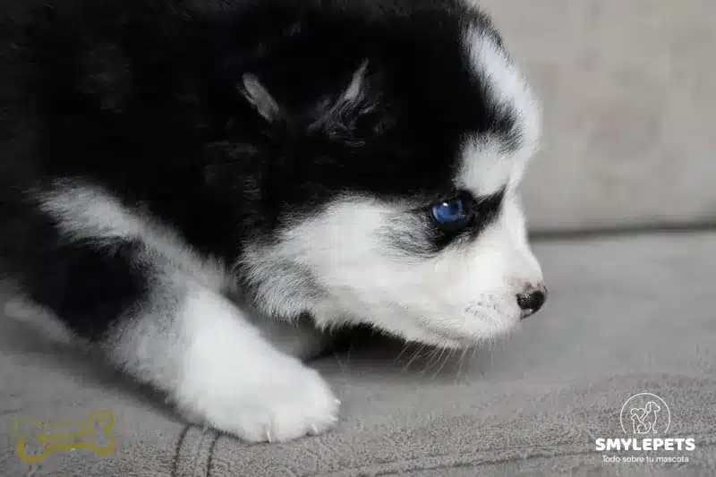 Smylepets Golden Pet Pomsky olfateando Pomsky El tierno y juguetón Husky de bolsillo