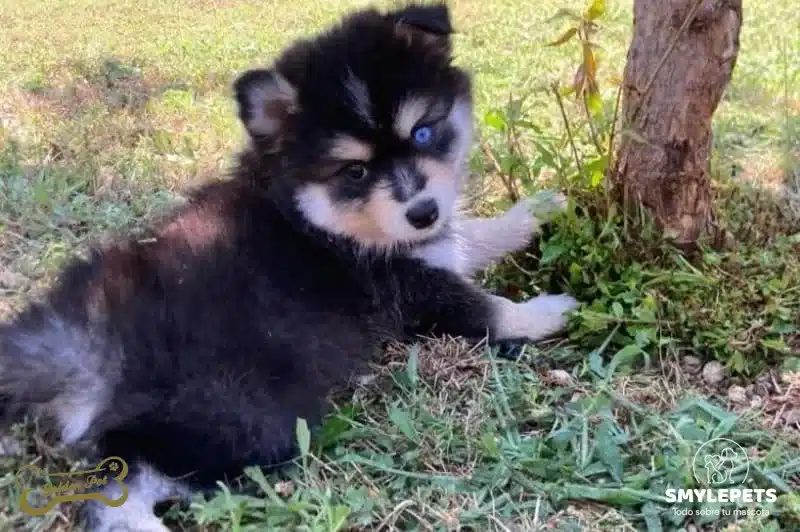 Smylepets Golden Pet Pomsky sentado Pomsky El tierno y juguetón Husky de bolsillo