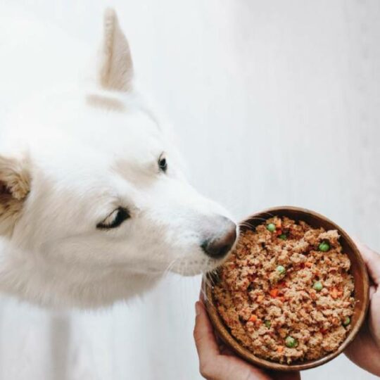 comida casera personalizad para perros