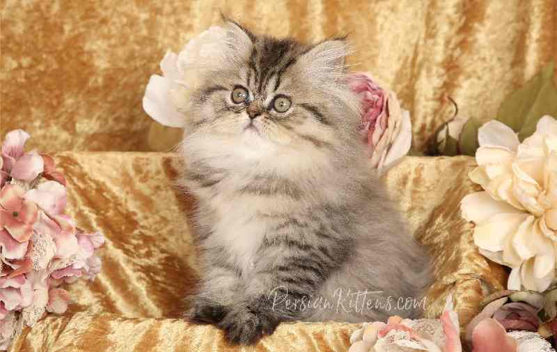tos Sin cabeza enchufe Gato Napoleón: El adorable y esponjoso felino de patas cortas