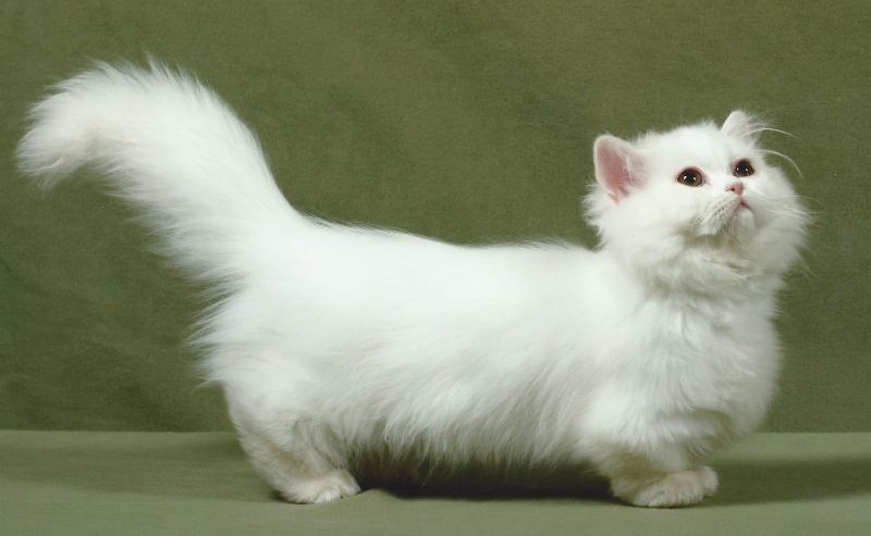 raza gato napoleon color blanco