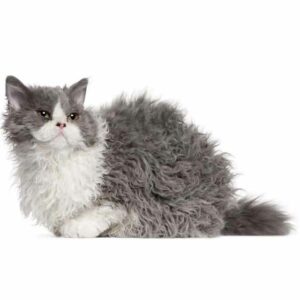 Lambkin: El gato afable de patas cortas y pelo rizado