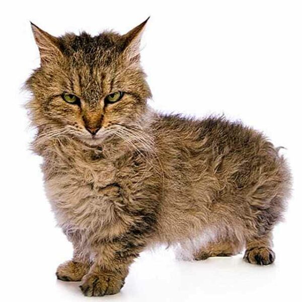 Skookum: El tierno felino de patas cortas y pelaje rizado