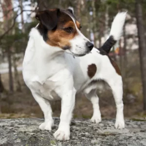 Jack Russell Terrier: Un enérgico y valiente compañero