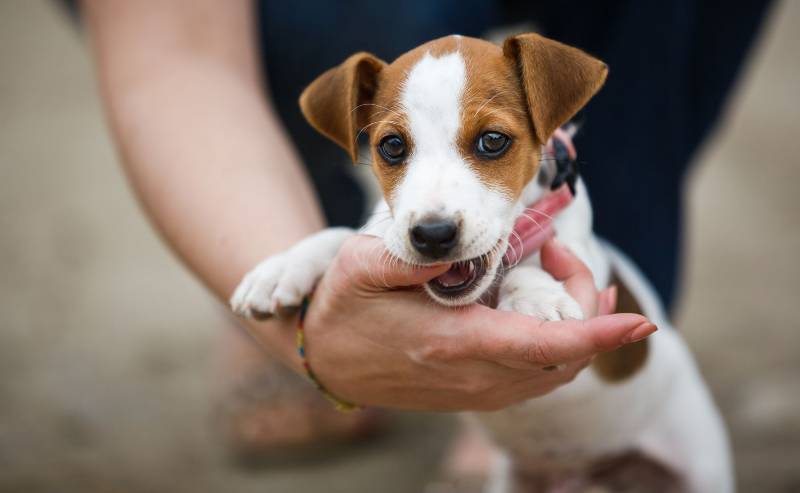 jack russell terrier cachorro