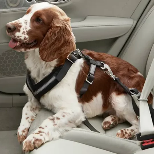 viajar con perros en coche
