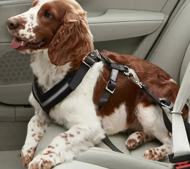 viajar con perros en coche