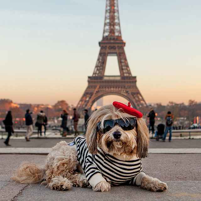 viajar con perros por francia