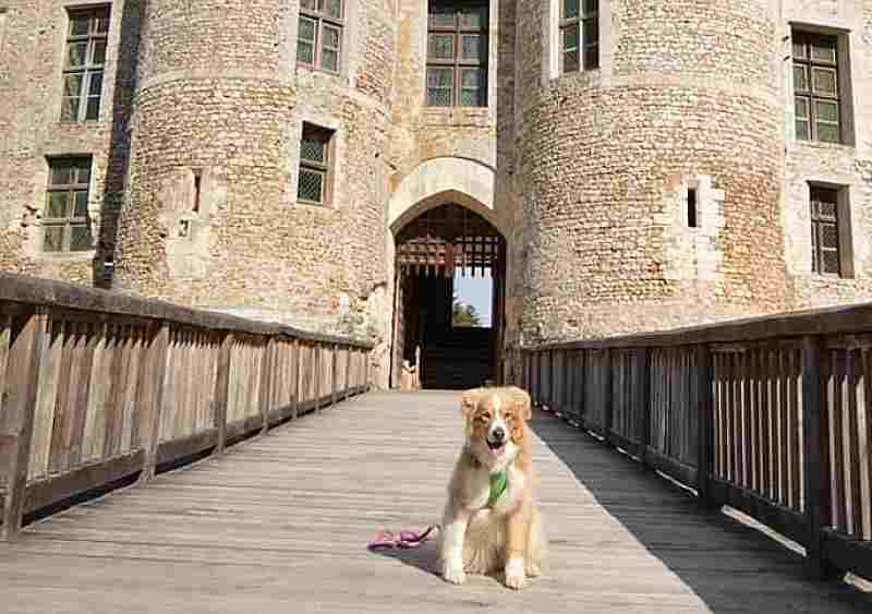 viajar con perros por francia visita castillo