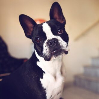 boston terrier