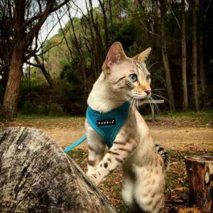 Cheetoh: Un gato con apariencia salvaje pero muy sociable
