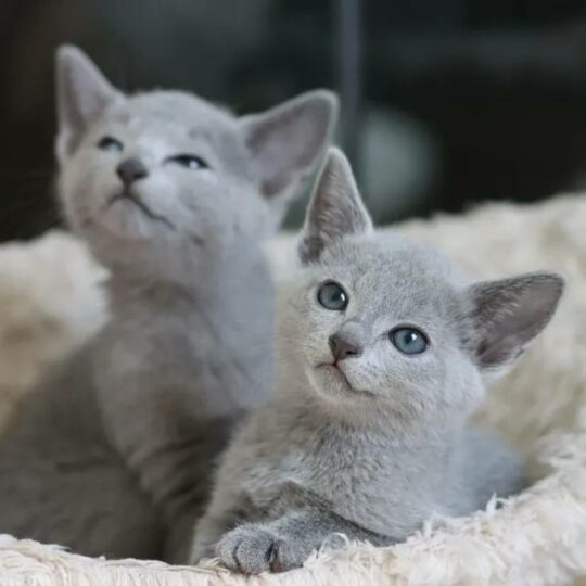 Comprar un gato Azul Ruso: Precio y criaderos en España