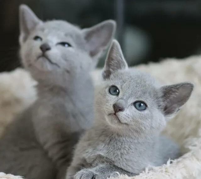 Comprar un gato Azul Ruso: Precio y criaderos en España