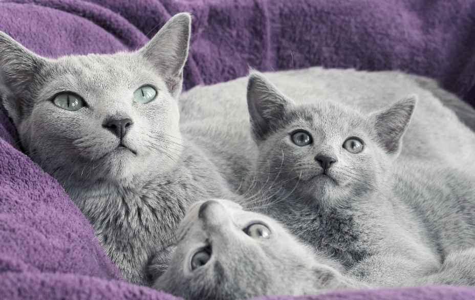 criadero gato azul ruso Cornettos
