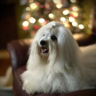 coton de tulear