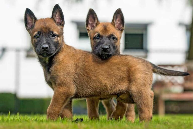 Precio Cachorro De Pastor Belga Mejores Criaderos En Espa A Smylepets   Criaderos Pastor Belga Malinois Cachorros 768x512 